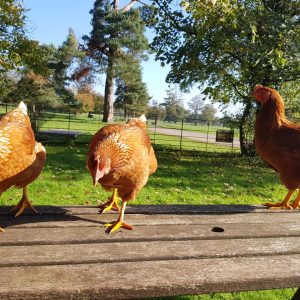 Point of Lay Warrens