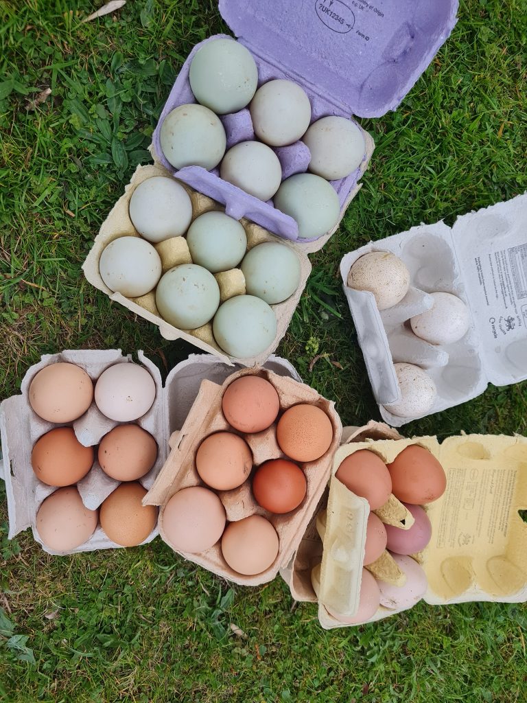 Farm Fresh Free Range Eggs