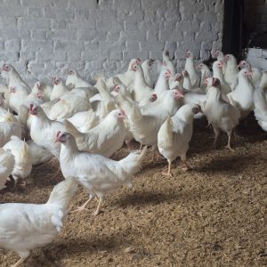 Point of Lay Dekalb White Pullets